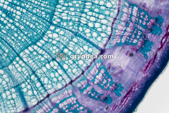 Tige de Tilleul de 3 ans CT x25  - gryphea.com